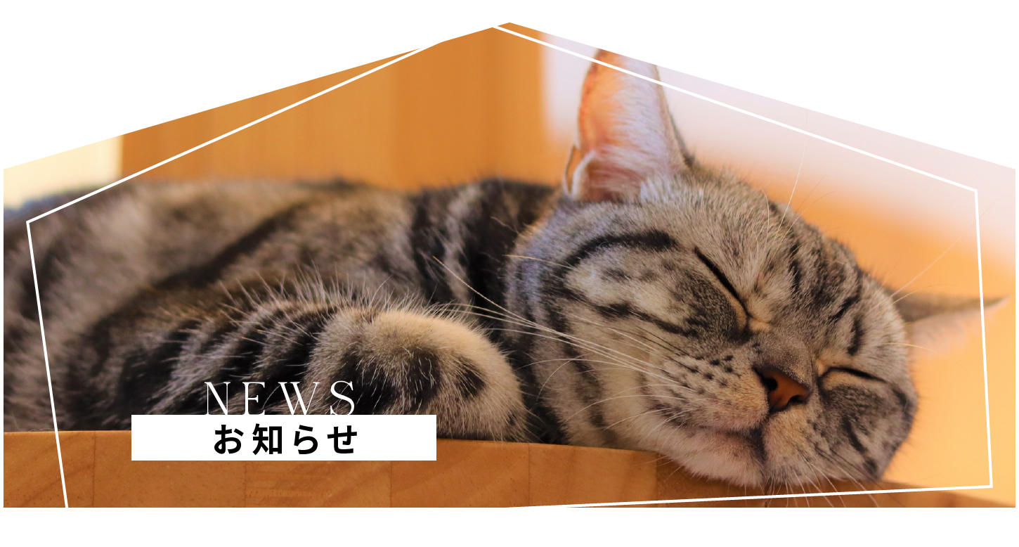 ネギ応募締め切りのお知らせ