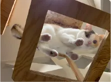 猫が遊ぶイメージ